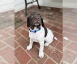 Small German Shorthaired Pointer