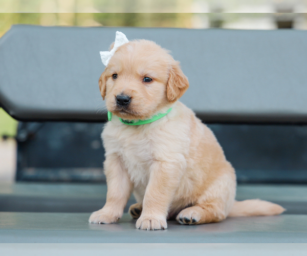 Medium Photo #5 Golden Retriever Puppy For Sale in LIBERTY, KY, USA