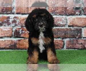Cock-A-Poo Puppy for sale in BEL AIR, MD, USA