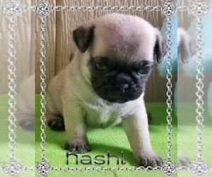 Pug Puppy for sale in BELLE CENTER, OH, USA