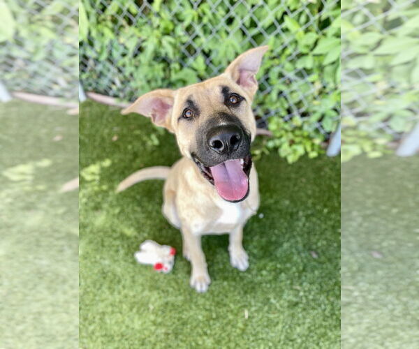 Medium Photo #1 Anatolian Shepherd-Unknown Mix Puppy For Sale in Rowlett, TX, USA