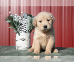 Puppy Brielle Golden Retriever