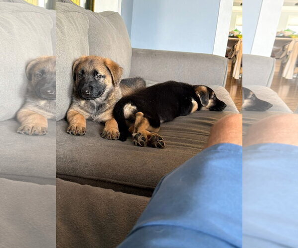 Medium Photo #2 Mutt Puppy For Sale in Germantown, OH, USA