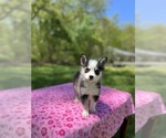 Puppy Nolia Pomsky