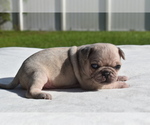 Small #2 Pug