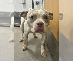 Mutt Dogs for adoption in Forestville, MD, USA