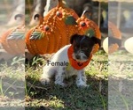 Puppy Puppy 3 Schnauzer (Miniature)