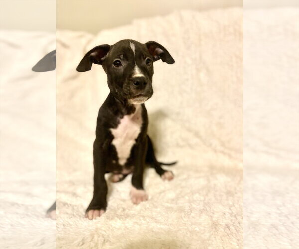Medium Photo #2 American Pit Bull Terrier-Unknown Mix Puppy For Sale in Holly Springs, NC, USA