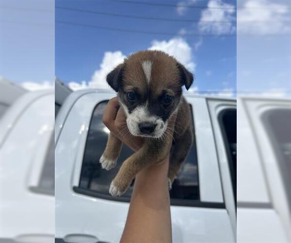 Medium Photo #1 Chow Chow-Labrador Retriever Mix Puppy For Sale in Houston, TX, USA