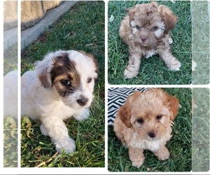 Doxie-Pin-YorkiePoo Mix Puppy for sale in WEST SACRAMENTO, CA, USA