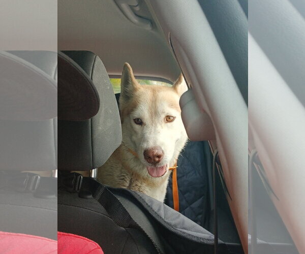 Medium Photo #1 Siberian Husky Puppy For Sale in Miami, FL, USA
