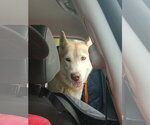 Small Siberian Husky
