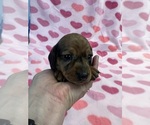 Small Photo #4 Dachshund Puppy For Sale in ASHLAND, NE, USA