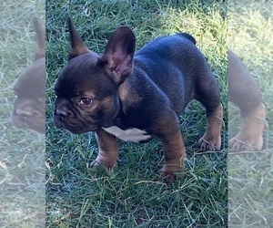 French Bulldog Puppy for Sale in GERBER, California USA