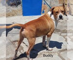 Small #3 American Pit Bull Terrier Mix