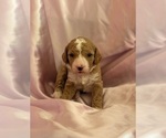 Small #6 Goldendoodle (Miniature)
