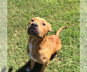 Mutt Dogs for adoption in Grovetown, GA, USA