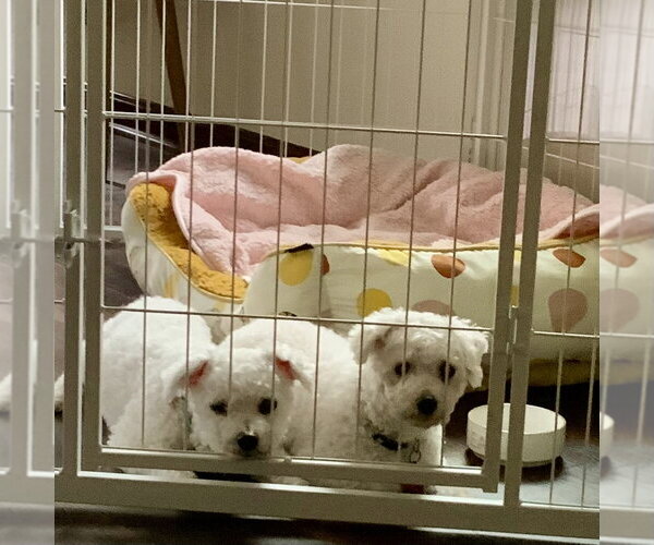 Medium Photo #2 Bichon Frise-Unknown Mix Puppy For Sale in Alexandria, KY, USA