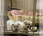 Small #1 Bichon Frise Mix