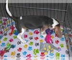 Small #2 Beagle