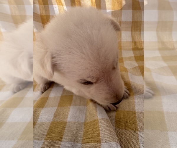Medium Photo #19 German Shepherd Dog Puppy For Sale in SPRINGFIELD, MO, USA