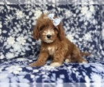Small #2 Cavapoo