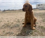 Small #1 Golden Labrador