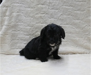 Pembroke Welsh Corgi-Poodle (Miniature) Mix Puppy for sale in FRESNO, OH, USA