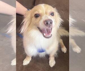 Paperanian Dogs for adoption in Mundelein, IL, USA