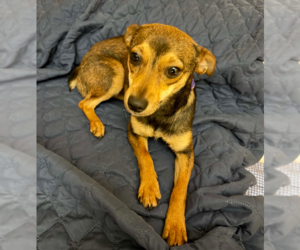 Chihuahua-Unknown Mix Dogs for adoption in Cranston, RI, USA