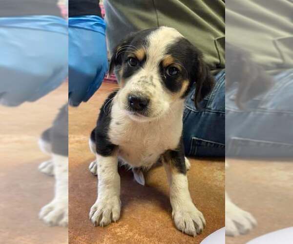 Medium Photo #1 Mutt Puppy For Sale in Bolivar, MO, USA