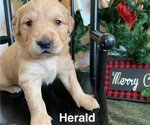 Puppy Herald Golden Retriever