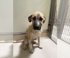 Labrador Retriever-Unknown Mix Dogs for adoption in Sanford, FL, USA