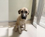 Small Labrador Retriever Mix