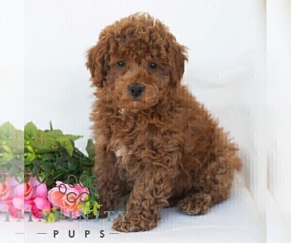 Medium Photo #5 Poochon Puppy For Sale in DORNSIFE, PA, USA