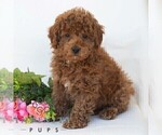 Small #4 Poochon