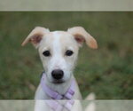 Biscuit - Female Feist Terrier-Jack Russell Terrier Mix Dog for Adoption - Small photo