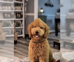 Small Photo #1 Goldendoodle Puppy For Sale in CINCINNATI, OH, USA