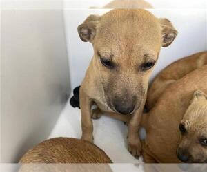 Labrador Retriever-Unknown Mix Dogs for adoption in Houston, TX, USA