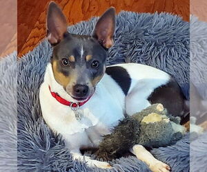 Rat Terrier Dogs for adoption in Atlanta, GA, USA