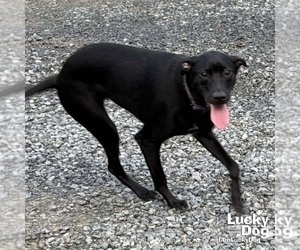 Milady - Female Labrador Retriever-Retriever  Mix Dog for Adoption - Photo #2