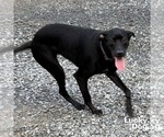 Small Photo #2 Labrador Retriever-Retriever  Mix Puppy For Sale in Washington, DC, USA