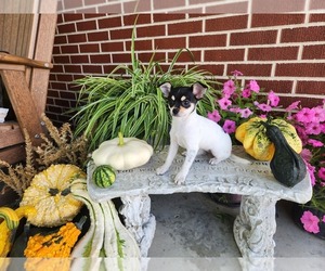 Chihuahua Puppy for Sale in NEW HAVEN, Indiana USA