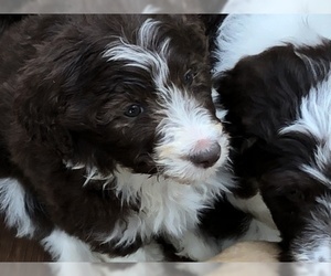 Aussiedoodle-Poodle (Standard) Mix Puppy for sale in MARION, TX, USA