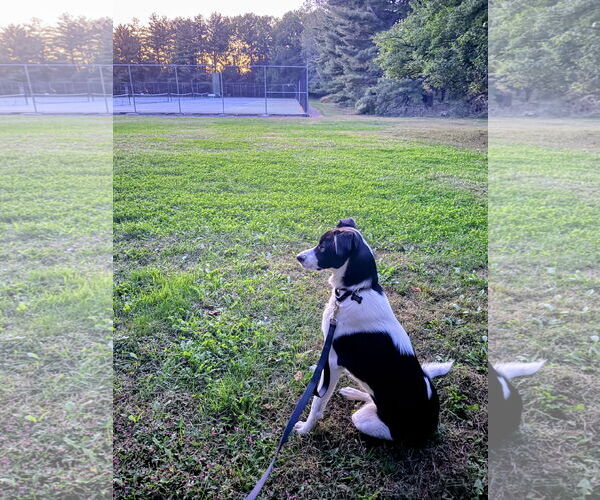 Medium Photo #6 Border Collie-Unknown Mix Puppy For Sale in Rockaway, NJ, USA