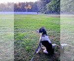 Small #5 Border Collie Mix