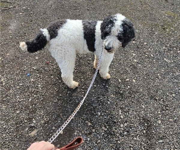 Medium Photo #19 Saint Berdoodle Puppy For Sale in BRUSH PRAIRIE, WA, USA