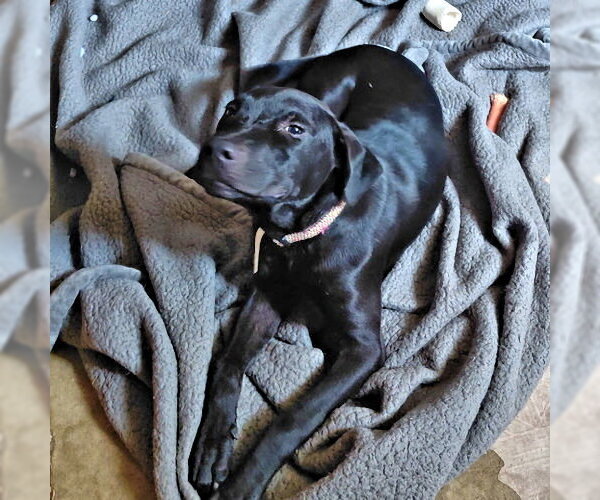 Medium Photo #2 Mutt Puppy For Sale in Rutherfordton, NC, USA