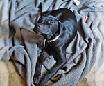Small #1 Mutt