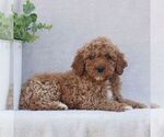 Small #2 Goldendoodle (Miniature)